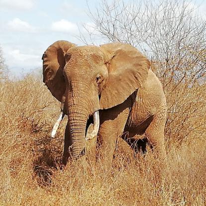 Voyage au Kenya de la Famille de Laurent