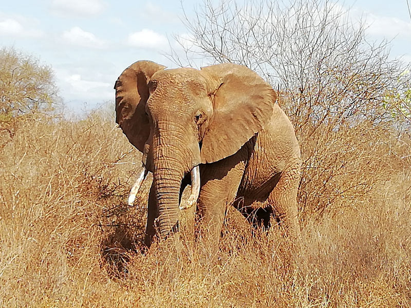 Voyage au Kenya de la Famille de Laurent