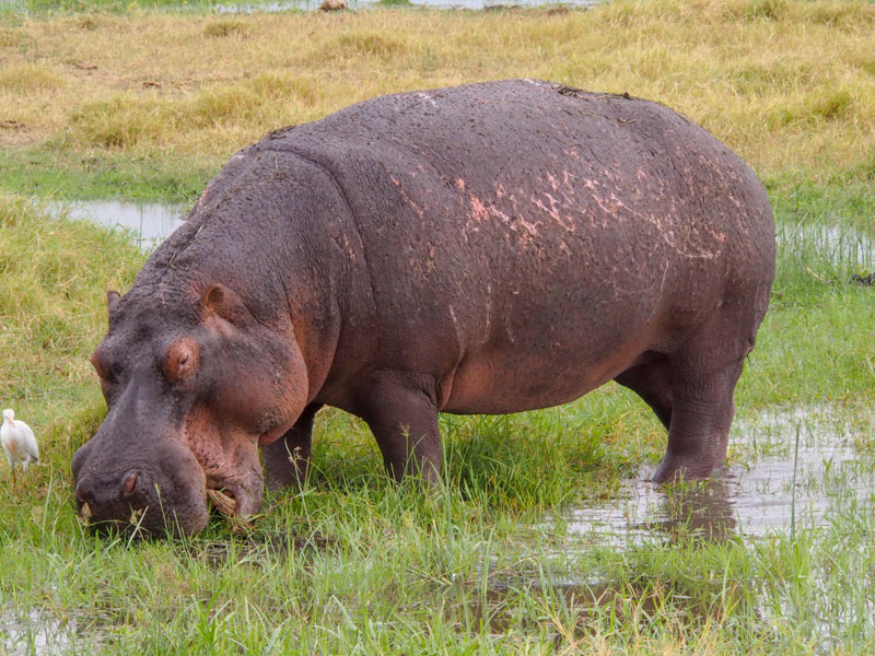 Voyage au Kenya de la Famille de Laurent