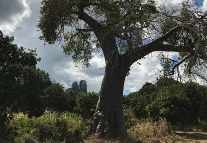 Voyage au Mozambique de Patrice
