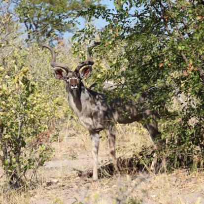 Voyage aux Botswana de la Famille de Bénédicte