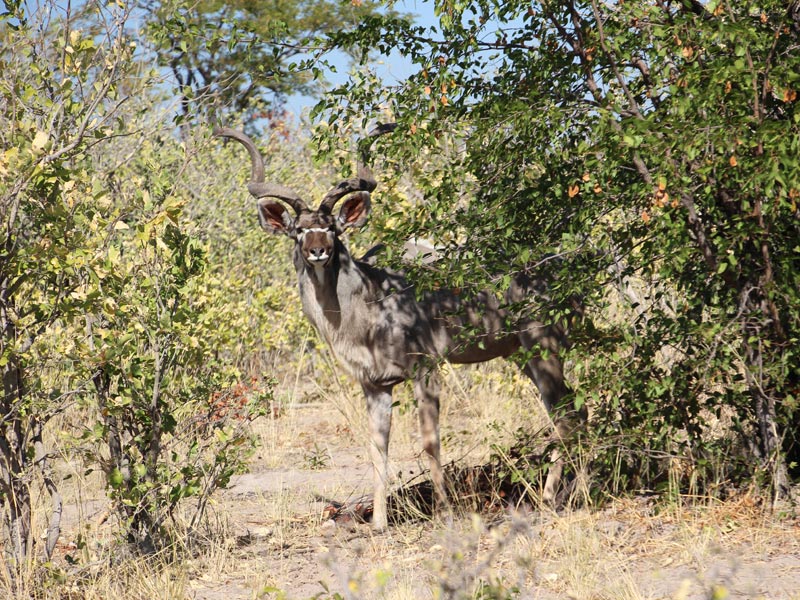 Voyage aux Botswana de la Famille de Bénédicte