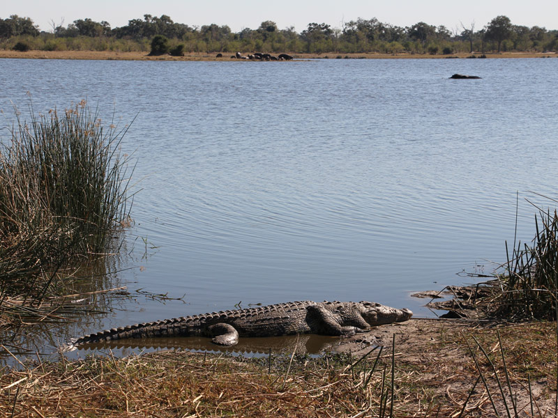 Voyage aux Botswana de la Famille de Bénédicte