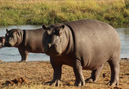 Voyage aux Botswana de la Famille de Bénédicte