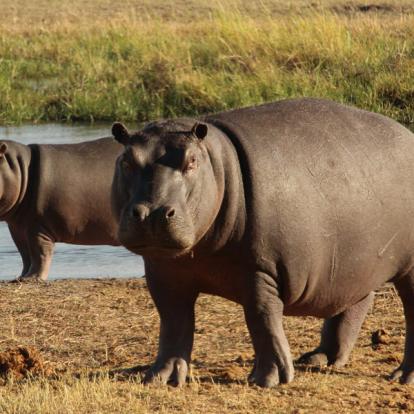 Voyage aux Botswana de la Famille de Bénédicte
