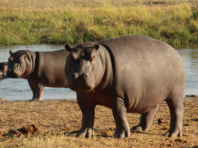 Voyage aux Botswana de la Famille de Bénédicte