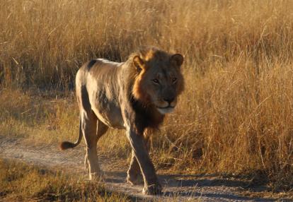 Voyage aux Botswana de la Famille de Bénédicte