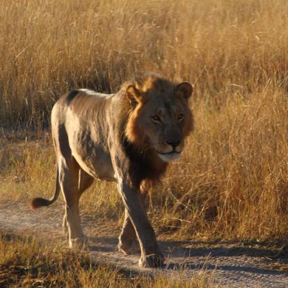 Voyage aux Botswana de la Famille de Bénédicte