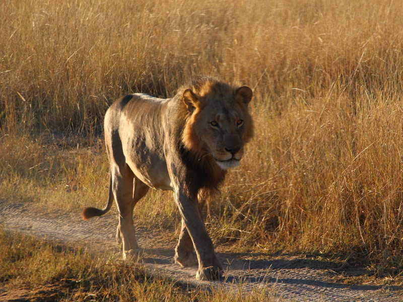 Voyage aux Botswana de la Famille de Bénédicte