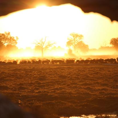 Voyage aux Botswana de la Famille de Bénédicte