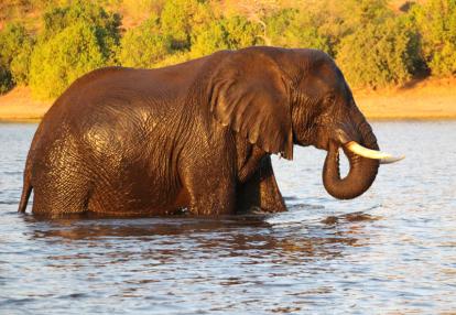 Voyage aux Botswana de la Famille de Bénédicte