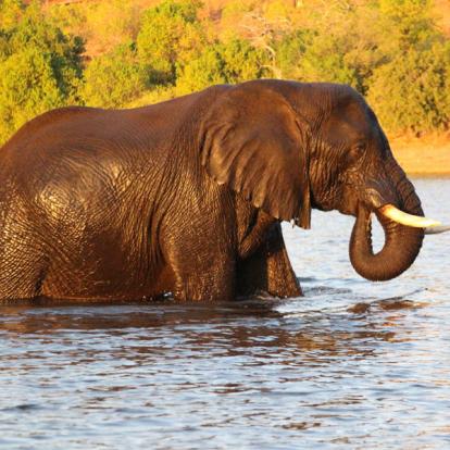 Voyage aux Botswana de la Famille de Bénédicte