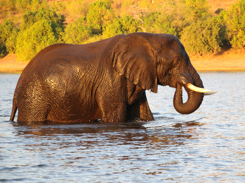 Voyage aux Botswana de la Famille de Bénédicte