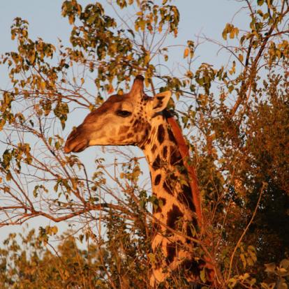 Voyage aux Botswana de la Famille de Bénédicte