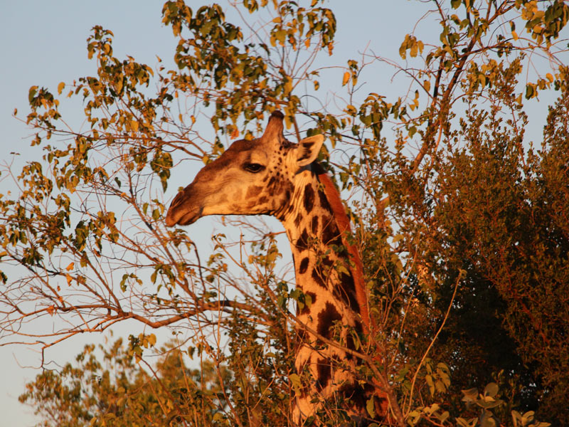 Voyage aux Botswana de la Famille de Bénédicte