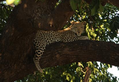 Voyage aux Botswana de la Famille de Bénédicte