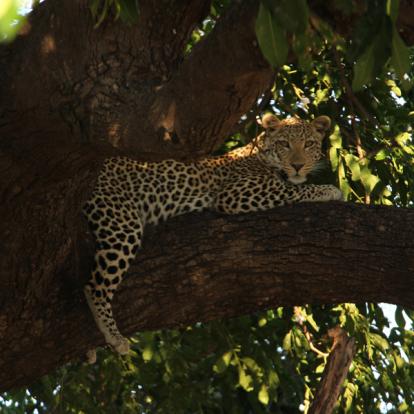 Voyage aux Botswana de la Famille de Bénédicte