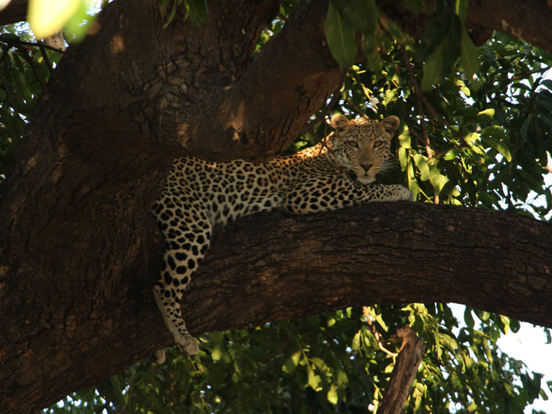 Voyage aux Botswana de la Famille de Bénédicte