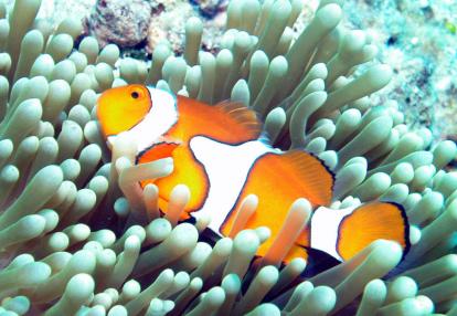 Voyage en Australie de Marianne et Christine