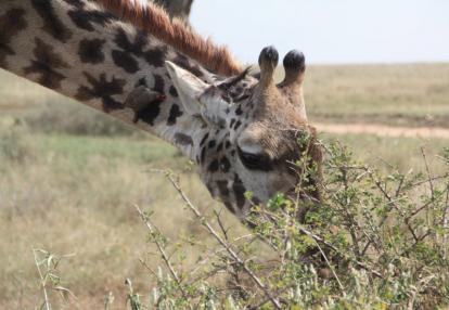 Voyage en Tanzanie de Dominique, Joelle, Madleen, Hugo et Arthur