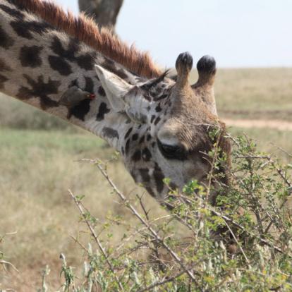 Voyage en Tanzanie de Dominique, Joelle, Madleen, Hugo et Arthur