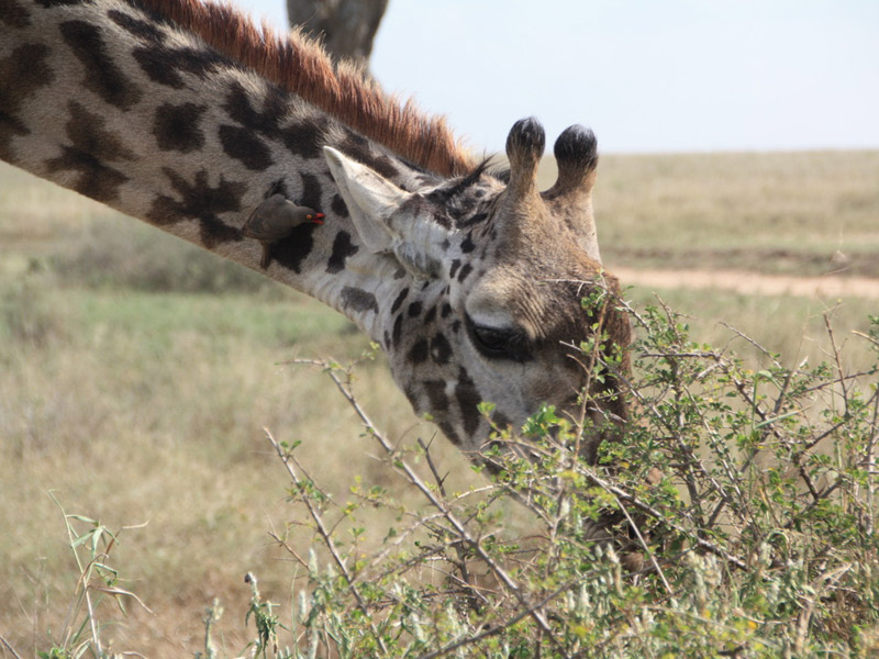 Voyage en Tanzanie de Dominique, Joelle, Madleen, Hugo et Arthur