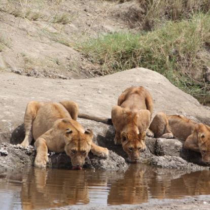 Voyage en Tanzanie de Dominique, Joelle, Madleen, Hugo et Arthur