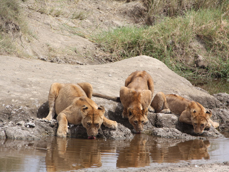 Voyage en Tanzanie de Dominique, Joelle, Madleen, Hugo et Arthur