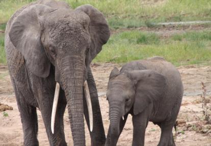 Voyage en Tanzanie de Dominique, Joelle, Madleen, Hugo et Arthur
