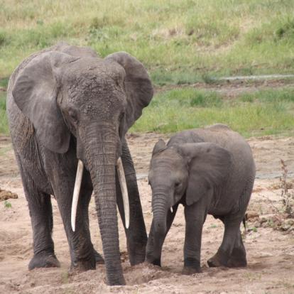 Voyage en Tanzanie de Dominique, Joelle, Madleen, Hugo et Arthur