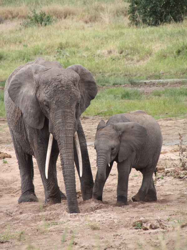 Voyage en Tanzanie de Dominique, Joelle, Madleen, Hugo et Arthur