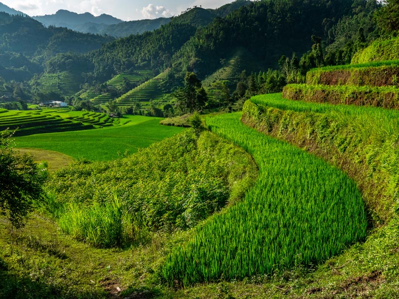 Hoang Su Phi (Ha Giang province) Voyage au Vietnam de Michel