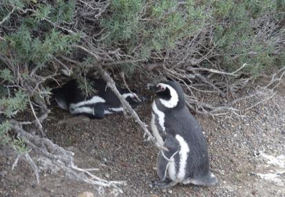 Voyage en Argentine de François