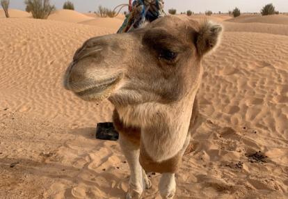 Voyage en Tunisie du Groupe d'Isabelle