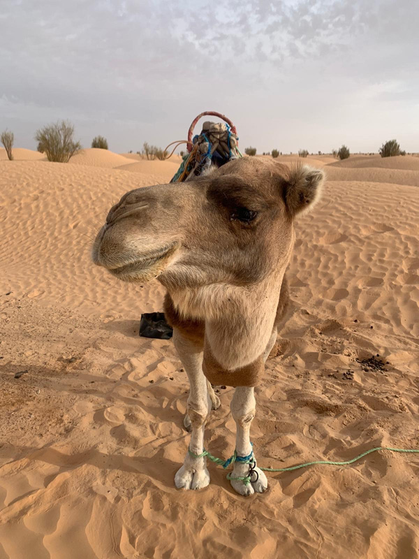 Voyage en Tunisie du Groupe d'Isabelle