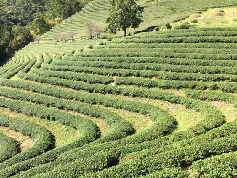 Voyage en Corée du Sud de Dominique