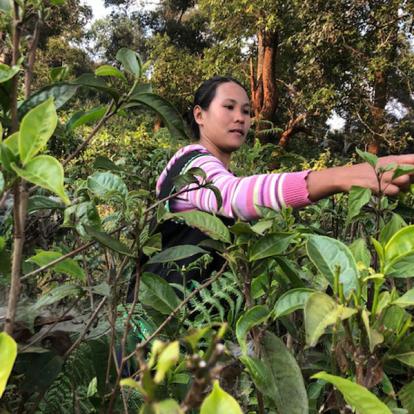 Voyage en Thaïlande de Virginie