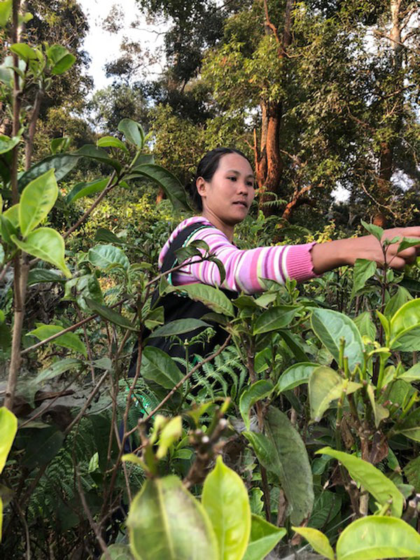 Voyage en Thaïlande de Virginie