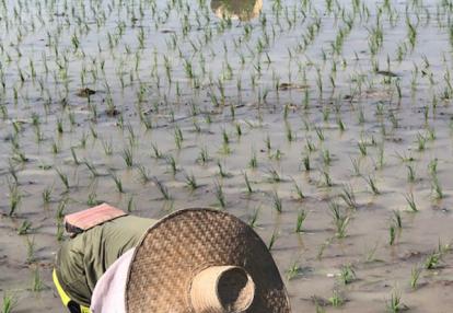 Voyage en Thaïlande de Virginie