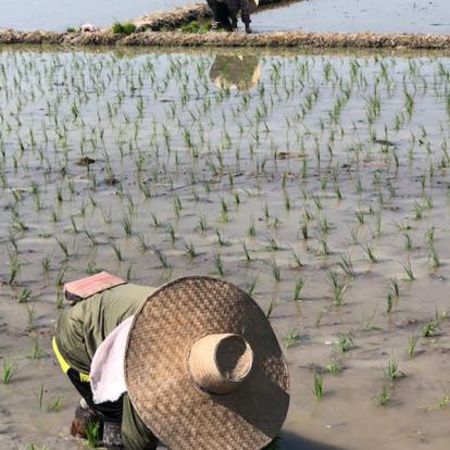 Voyage en Thaïlande de Virginie