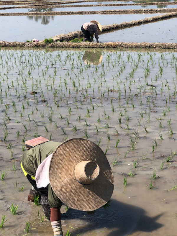 Voyage en Thaïlande de Virginie