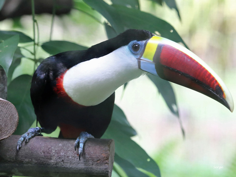 Voyage en Guyane de Serge