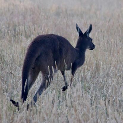Voyage En Australie Voyage en Australie de Florence