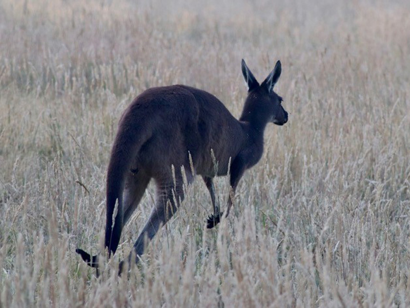 Voyage en Australie Voyage en Australie de Florence