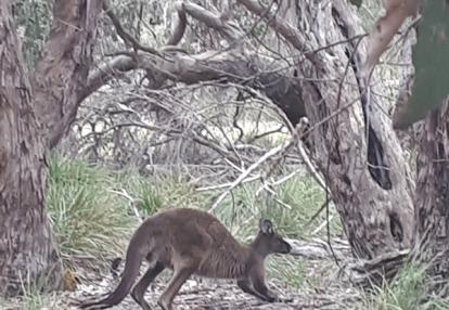 Voyage en Australie de Thibaud & Noémie
