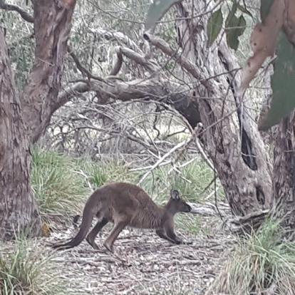 Voyage en Australie de Thibaud & Noémie