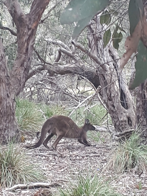 Voyage en Australie de Thibaud & Noémie