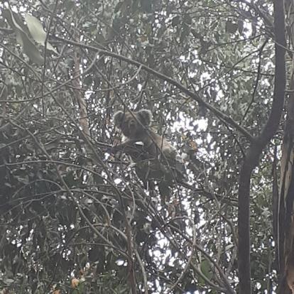 Voyage en Australie de Thibaud & Noémie