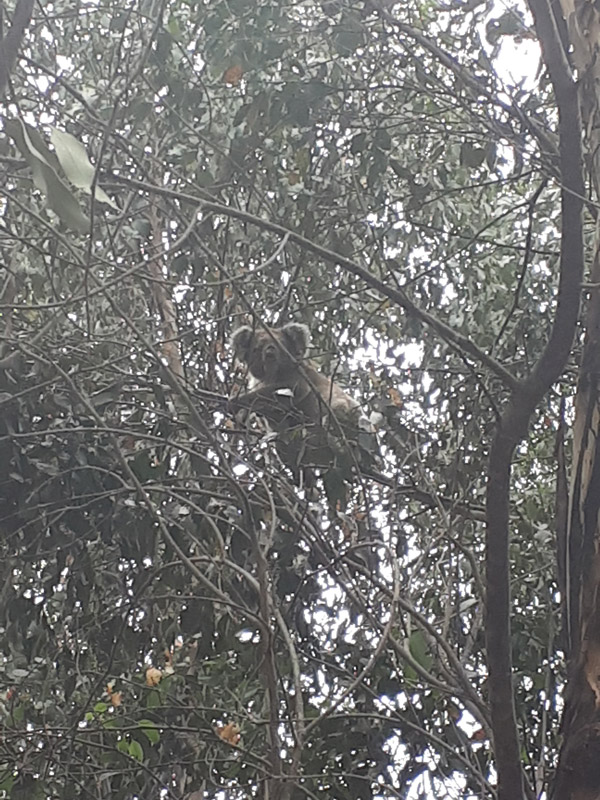 Voyage en Australie de Thibaud & Noémie
