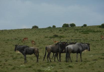Voyage au Kenya de Mireille